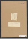 Scoliopleura westii (W.Sm.) Grun. (de-Toni-Nr.: Genus 14, Species 1109) Zeichnungen Sammlung Grunow Nr. 2193 (NHMW-BOT-W0369267)